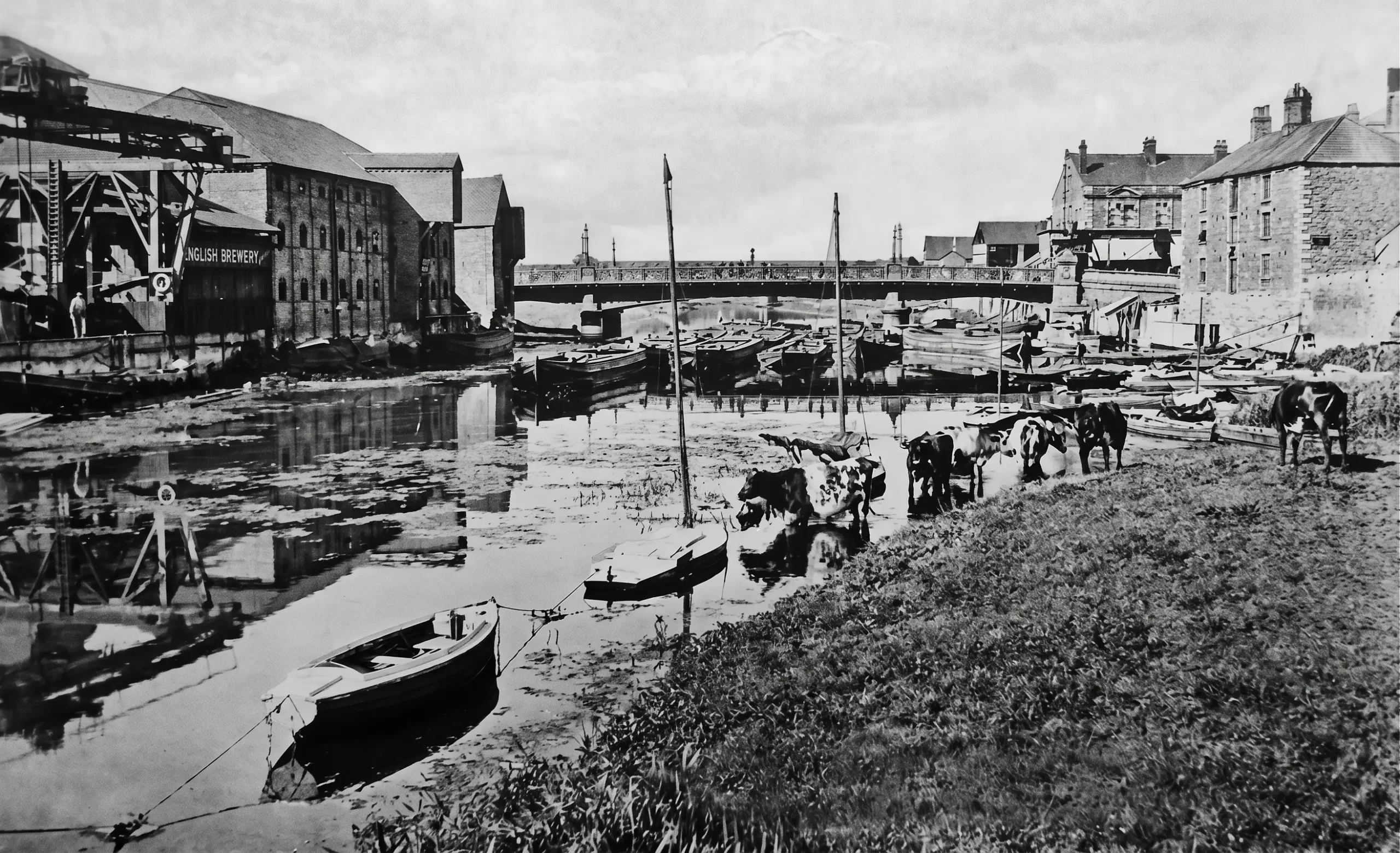 Cattle drinking at the edge of the River Nene beside the Embankment around 1919, with the Town Bridge and Customs House behind